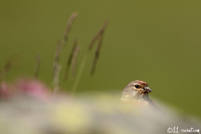 Eurasian linnet - Carduelis cannabina