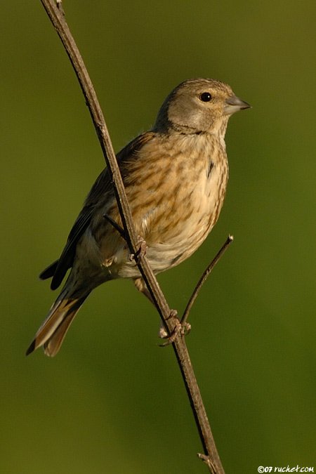 Eurasian linnet - Carduelis cannabina