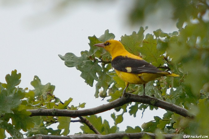 Pirol - Oriolus oriolus