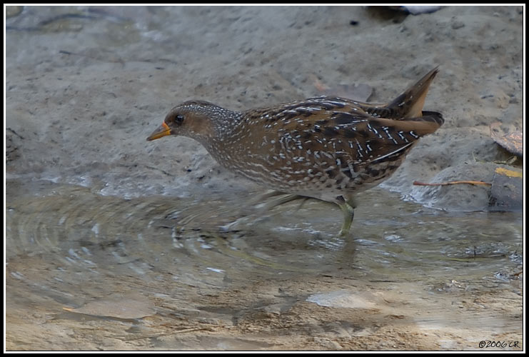 Spotted Crake - Porzana porzana
