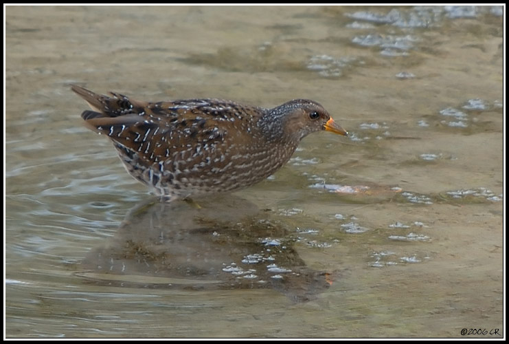Spotted Crake - Porzana porzana