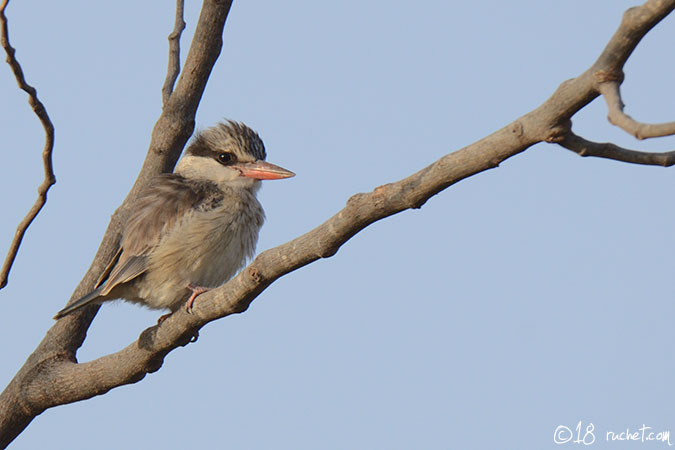 Striped Kingfisher - Halcyon chelicuti