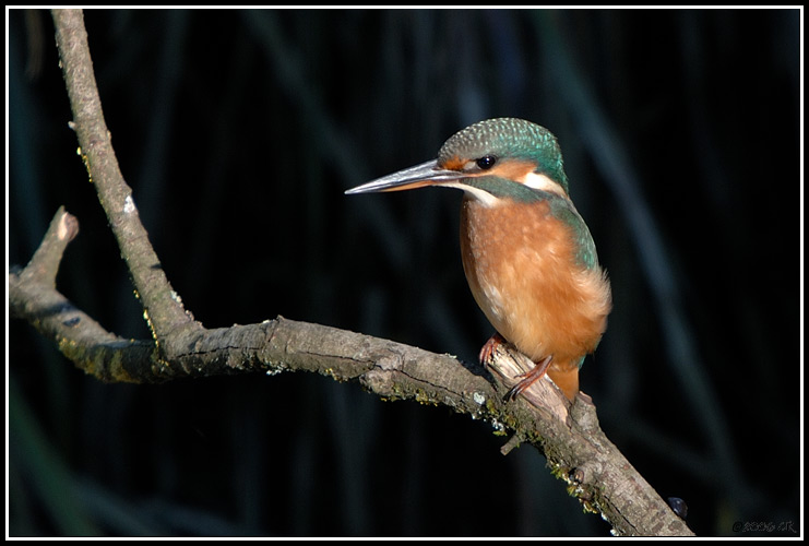 Martin-pêcheur d'Europe - Alcedo atthis