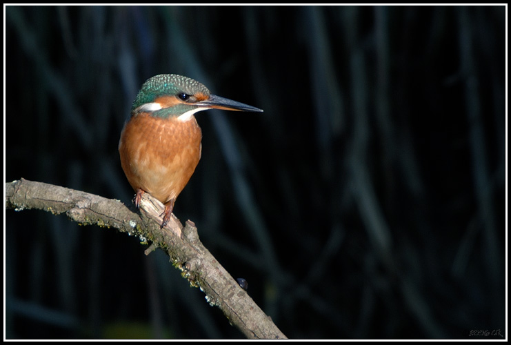 Martin-pêcheur d'Europe - Alcedo atthis