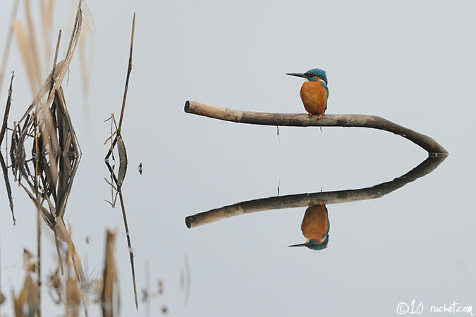 Martin-pêcheur d'Europe - Alcedo atthis