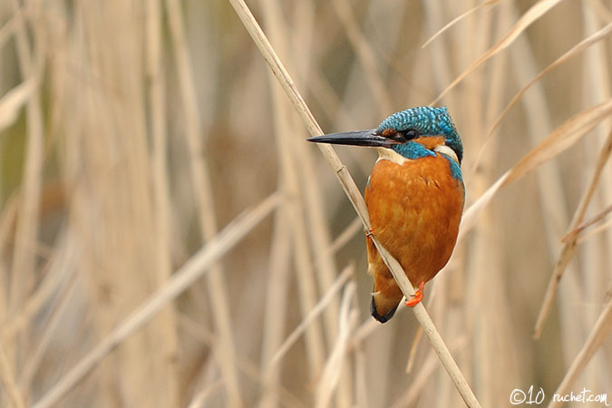 Martin-pêcheur d'Europe - Alcedo atthis