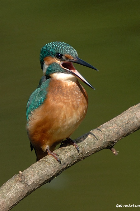 Martin-pêcheur d'Europe - Alcedo atthis