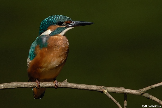 Martin-pêcheur d'Europe - Alcedo atthis