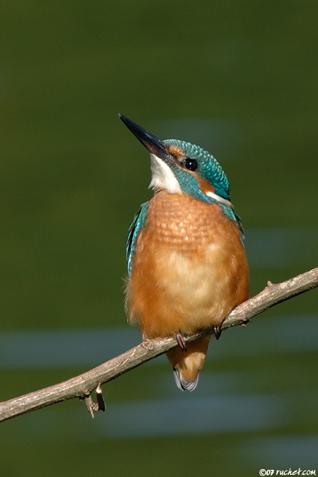Martin-pêcheur d'Europe - Alcedo atthis