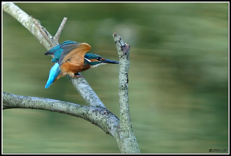 Martin-pêcheur d'Europe - Alcedo atthis