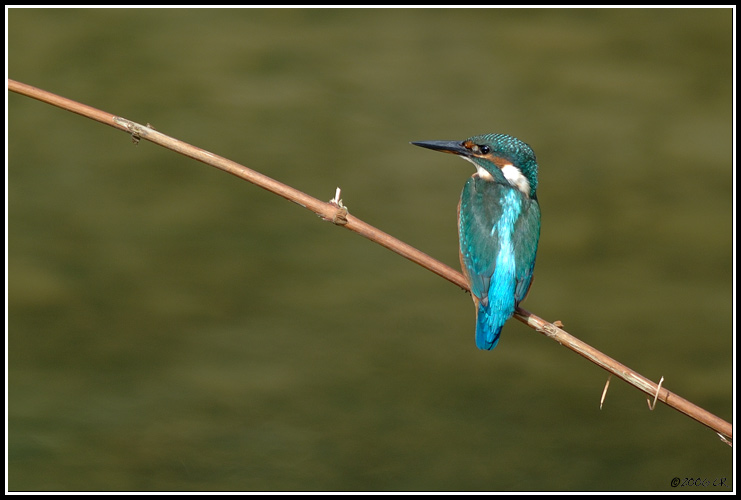 Martin-pêcheur d'Europe - Alcedo atthis