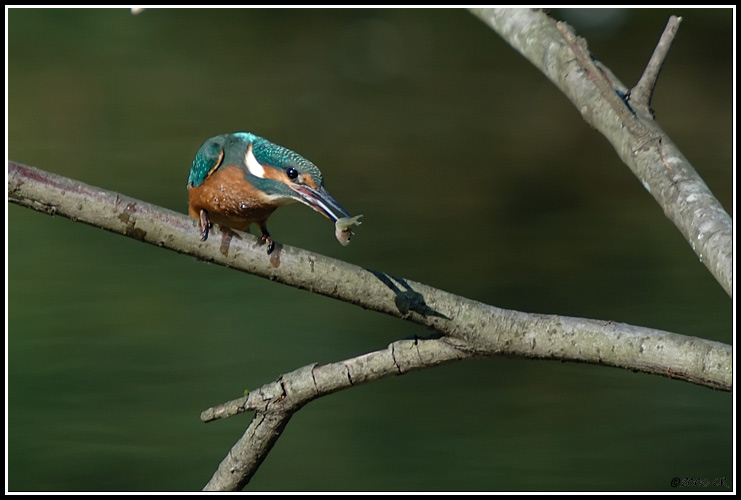 Martin-pêcheur d'Europe - Alcedo atthis