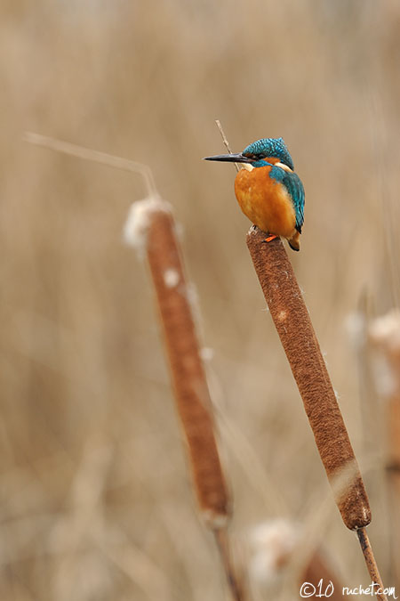 Common kingfisher - Alcedo atthis