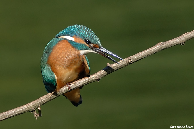 Common kingfisher - Alcedo atthis