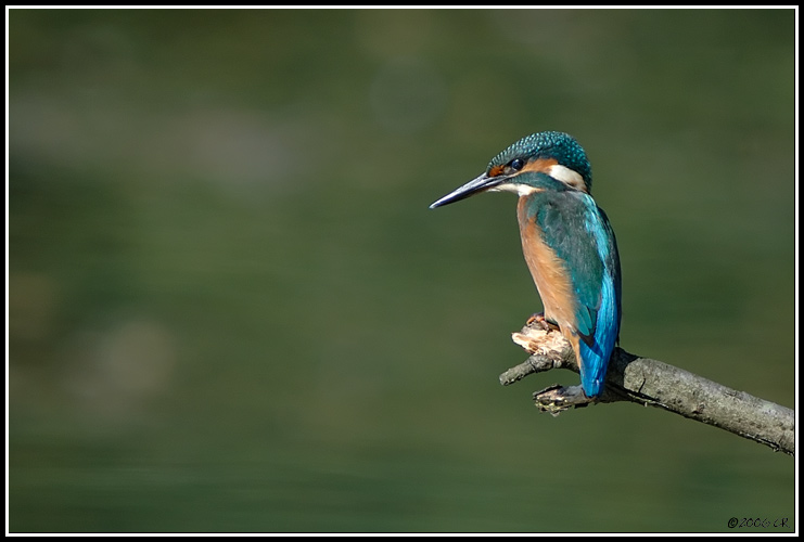 Common kingfisher - Alcedo atthis