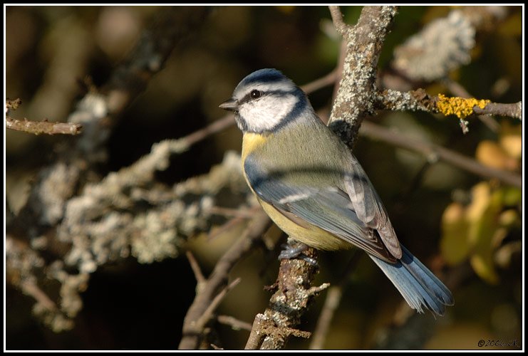 Blue tit - Parus caeruleus