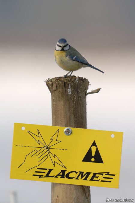 Blue tit - Parus caeruleus