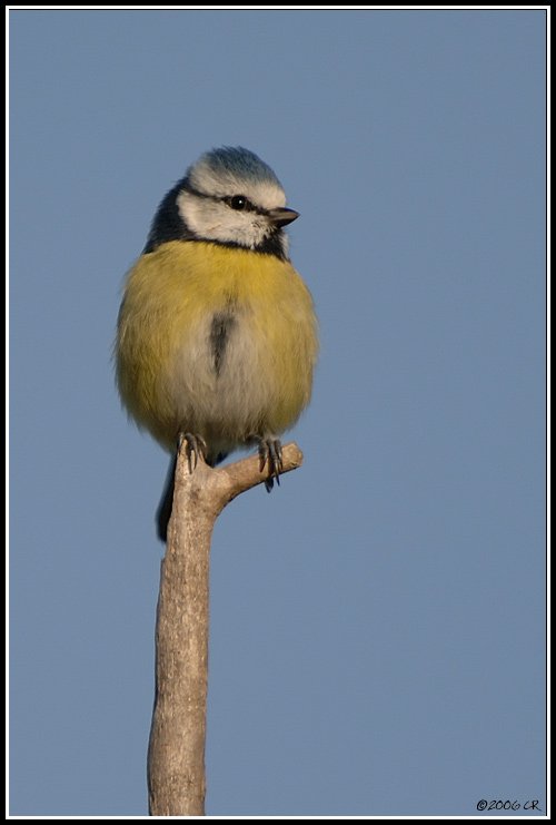 Blue tit - Parus caeruleus
