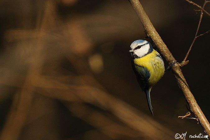 Blue tit - Parus caeruleus
