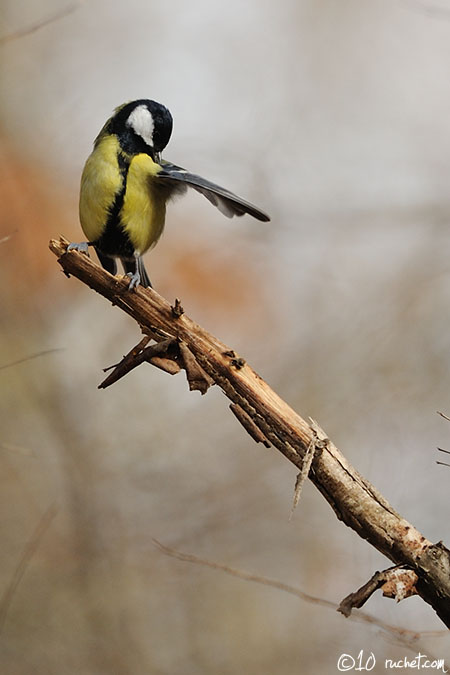 Mésange charbonnière - parus major