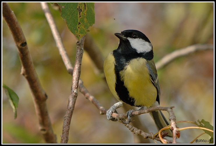 Cinciallegra - parus major