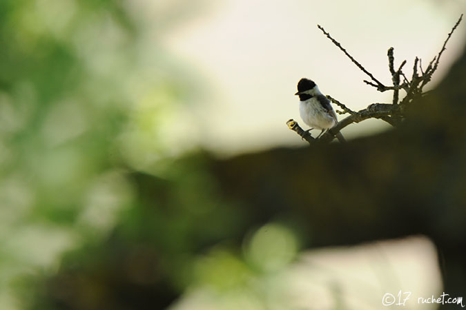 Mésange lugubre - Poecile lugubris