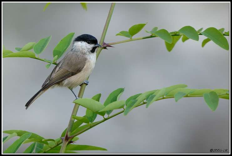 Mésange nonnette - Parus palustris