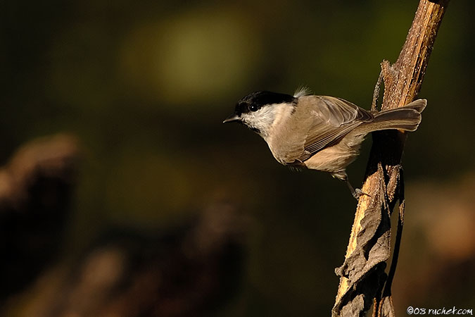 Sumpfmeise - Parus palustris