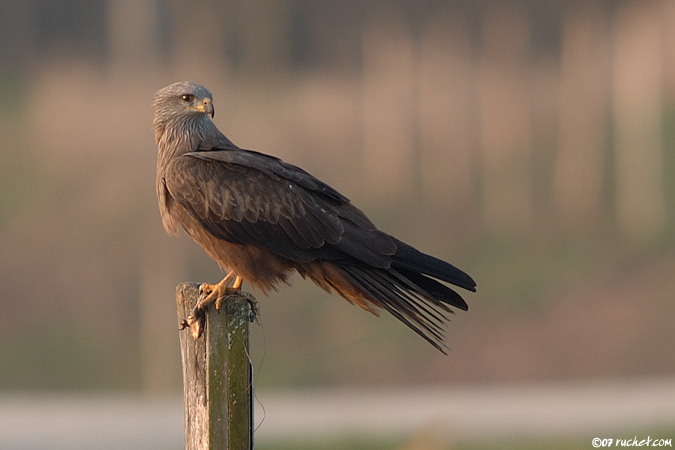 Schwarzmilan - Milvus migrans
