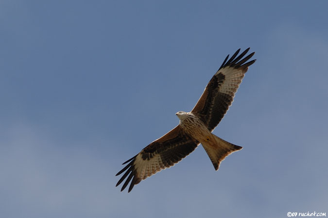 Red kite - Milvus milvus