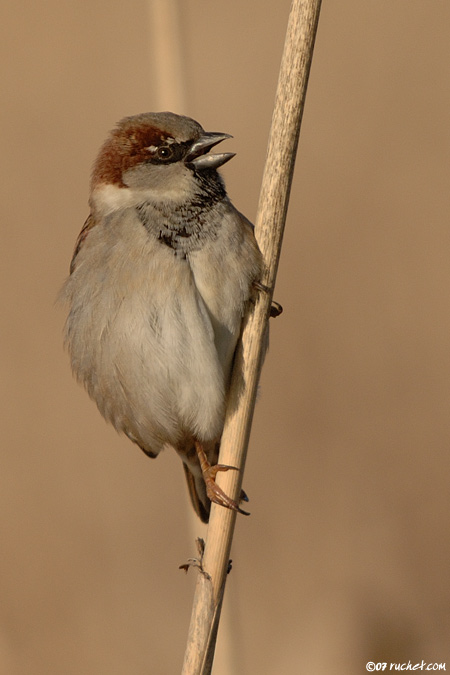 House sparrow - Passer domesticus