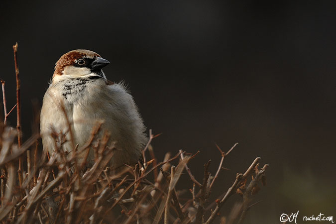House sparrow - Passer domesticus