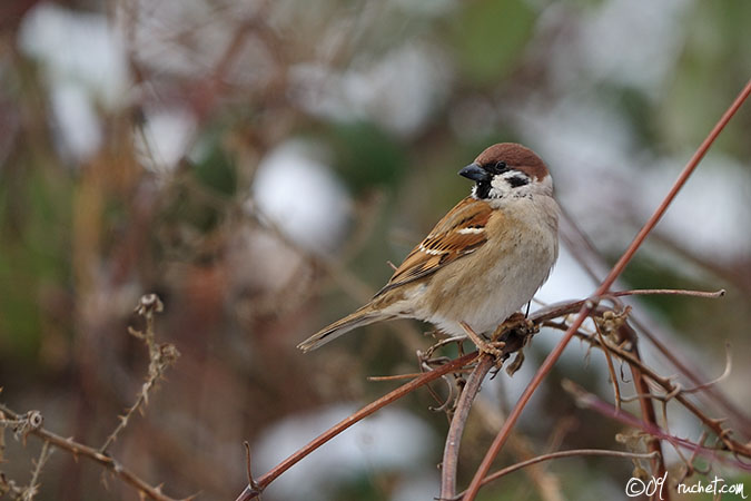 Moineau friquet - Passer montanus