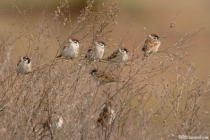 Moineau friquet - Passer montanus