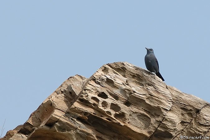 Passero solitario - Monticola solitarius