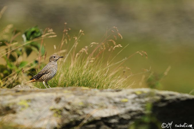 Rufous-tailed Rock Thrush - Monticola saxatilis