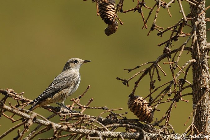 Rufous-tailed Rock Thrush - Monticola saxatilis