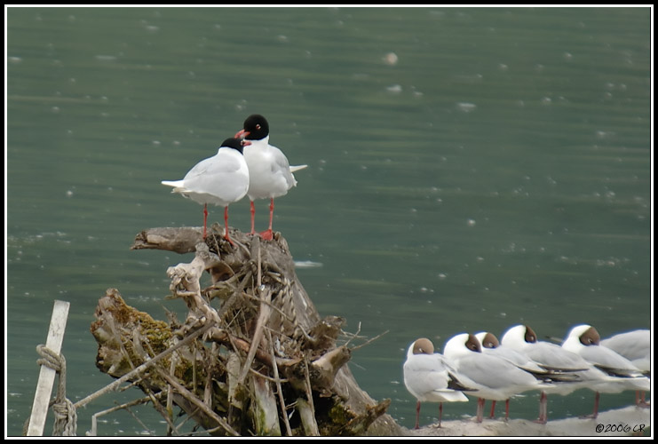 Mediterranean Gull - Larus melanocephalus