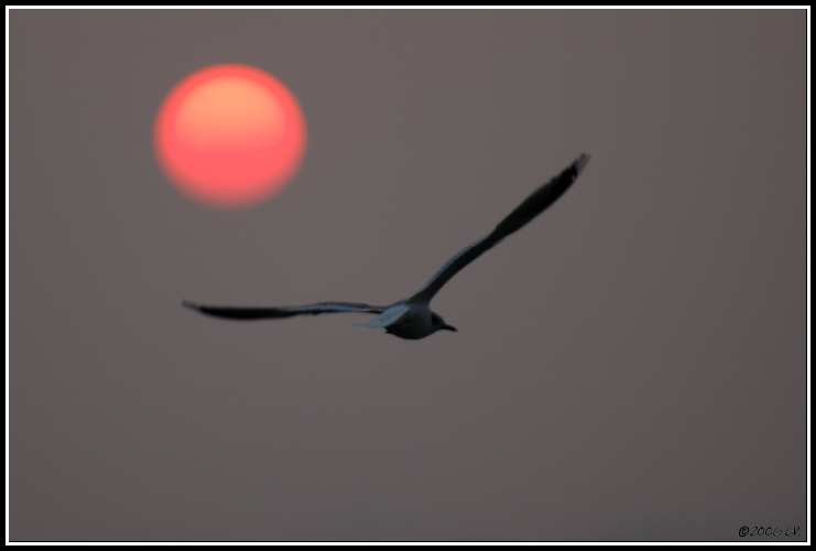 Mouette rieuse - Larus ridibundus