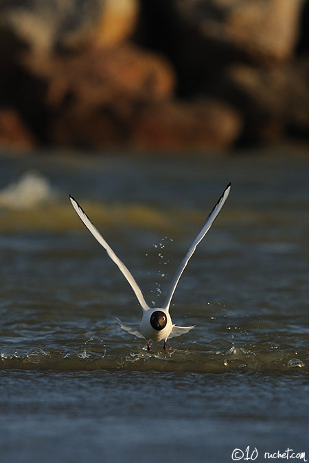 Mouette rieuse - Larus ridibundus