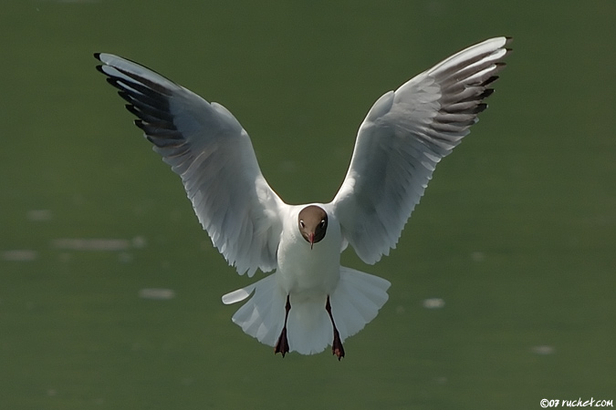 Mouette rieuse - Larus ridibundus