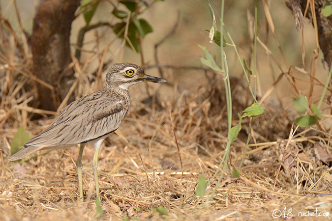 Senegaltriel - Burhinus senegalensis