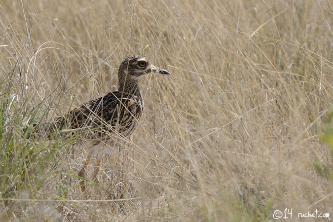 Spotted Thick-knee - Burhinus capensis