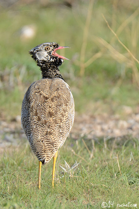 White-quilled Bustard - Afrotis afraoides
