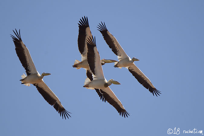 Rosapelikan - Pelecanus onocrotalus