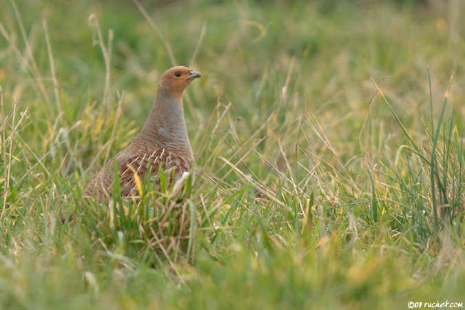 Grey Partridge - Perdix perdix
