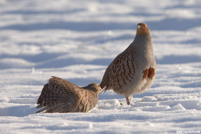 Grey Partridge - Perdix perdix