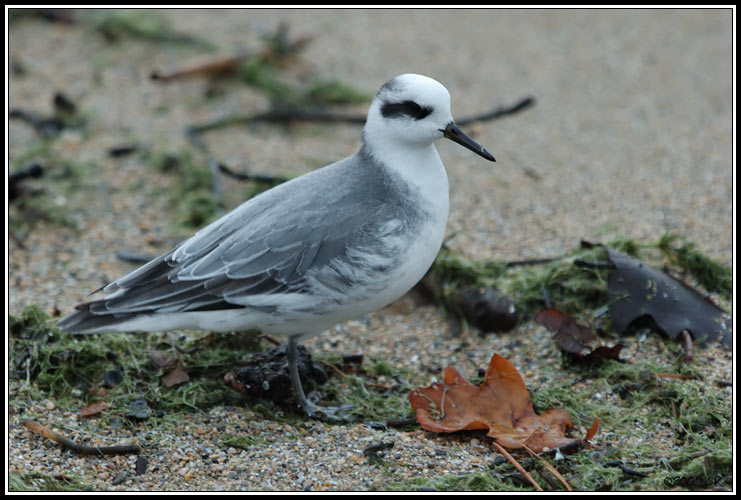 Thorshühnchen - Phalaropus fulicarius