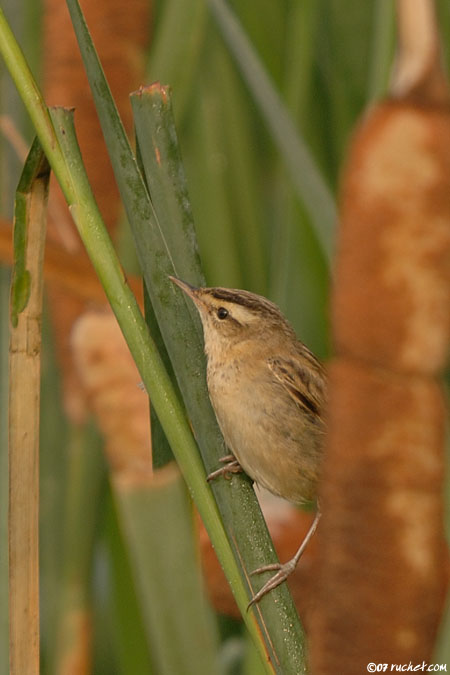 Schilfrohrsänger - Acrocephalus schoenobaenus