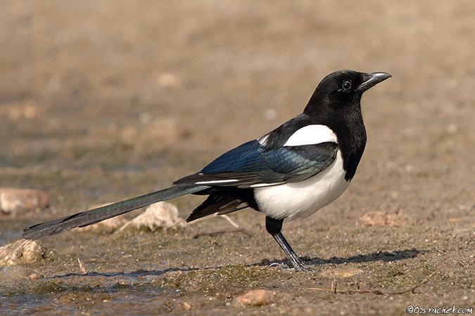 Black-billed magpie - Pica pica